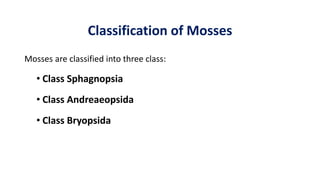 Classification of Mosses
Mosses are classified into three class:
• Class Sphagnopsia
• Class Andreaeopsida
• Class Bryopsi...