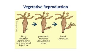 Vegetative Reproduction
 