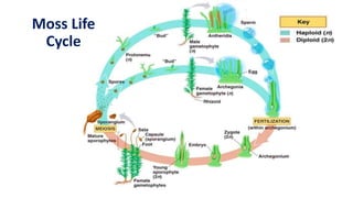 Moss Life
Cycle
 