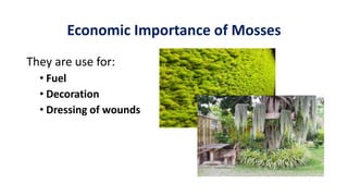 Economic Importance of Mosses
They are use for:
• Fuel
• Decoration
• Dressing of wounds
 