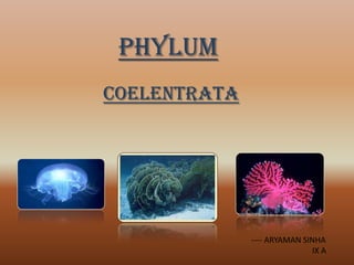 PHYLUM
COELENTRATA

---- ARYAMAN SINHA
IX A

 