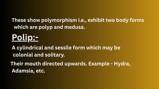 Comprehensive Study of Phylum Porifera: Structure, Function, and ...