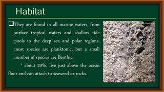 They are found in all marine waters, from
surface tropical waters and shallow tide
pools to the deep sea and polar regions,
most species are planktonic, but a small
number of species are Benthic.
* about 20%, live just above the ocean
floor and can attach to seaweed or rocks.
Habitat
 