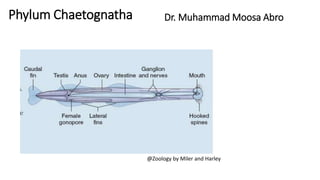 Phylum Chaetognatha Dr. Muhammad Moosa Abro
@Zoology by Miler and Harley
 