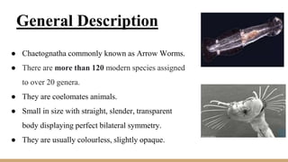Phylum Chaetognaths.pptx