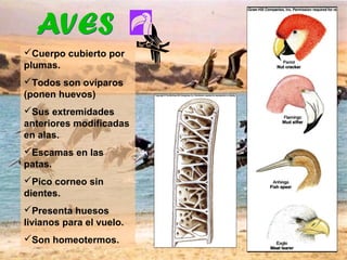 Cuerpo cubierto por
plumas.
Todos son ovíparos
(ponen huevos)
Sus extremidades
anteriores modificadas
en alas.
Escamas en las
patas.
Pico corneo sin
dientes.
Presenta huesos
livianos para el vuelo.
Son homeotermos.
 