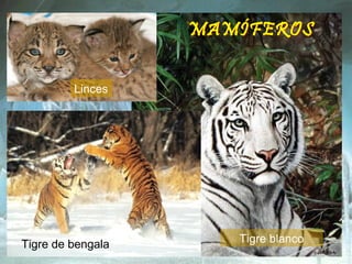 Linces




Tigre de bengala   Tigre blanco
 