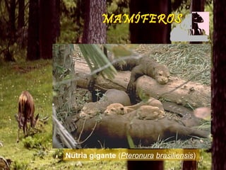 Nutria gigante (Pteronura brasiliensis)
 