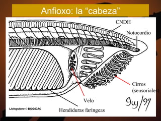 Anfioxo: la “cabeza”
                           CNDH

                             Notocordio




                                  Cirros
                                  (sensoriales)
              Velo
    Hendiduras faríngeas
 