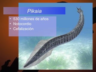 Pikaia
• 530 millones de años
• Notocordio
• Cefalización
 