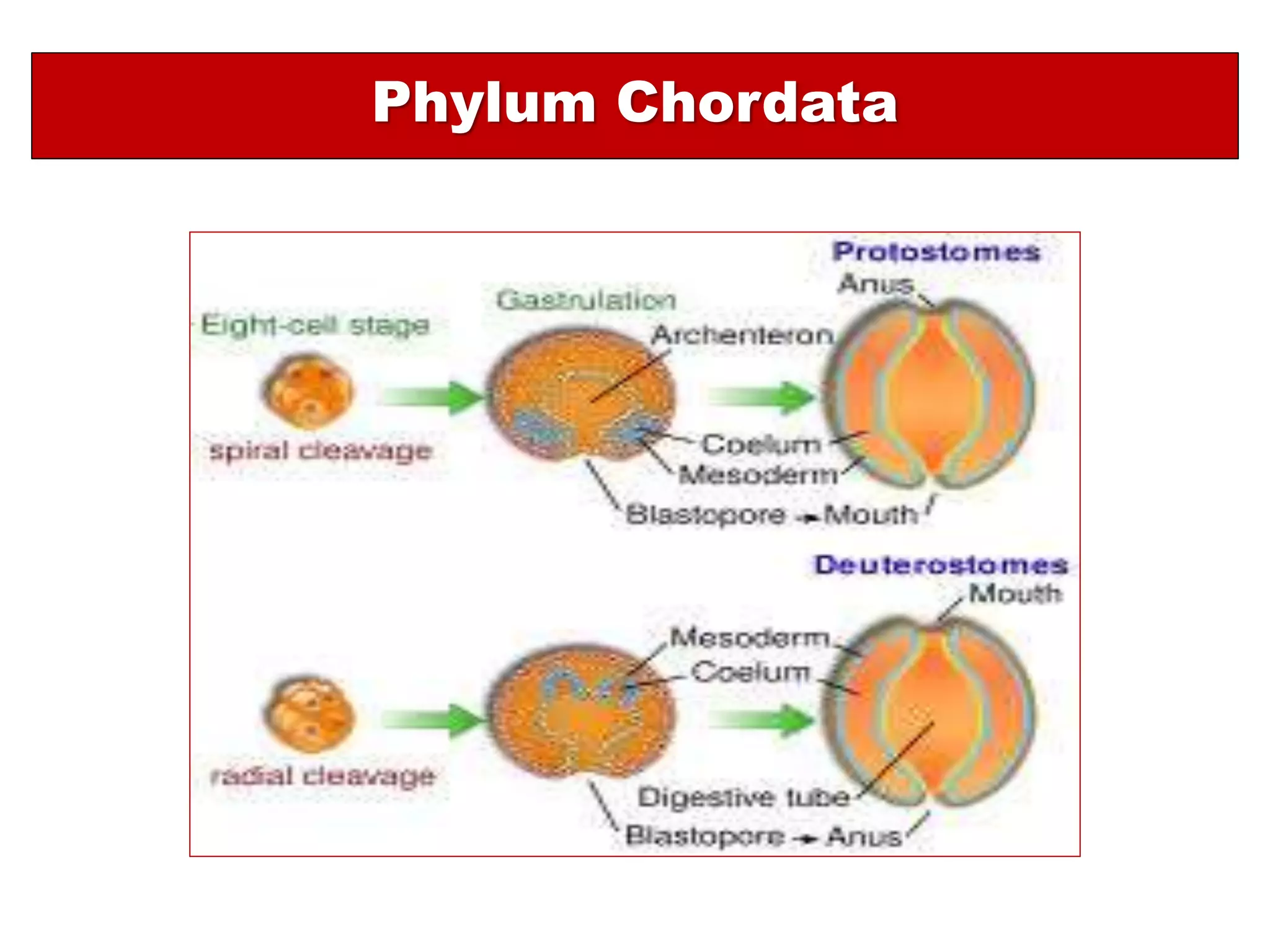 Phylum chordata-An overview | PPT
