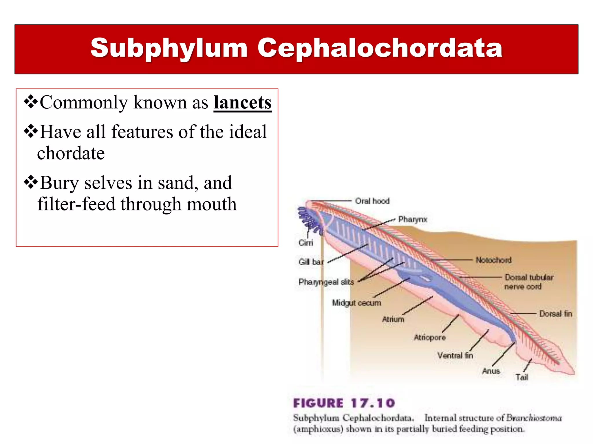 Phylum chordata-An overview | PPT