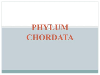 PHYLUM
CHORDATA
 