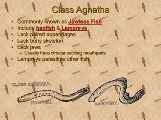 Angatha Phylum Chordata.ppt