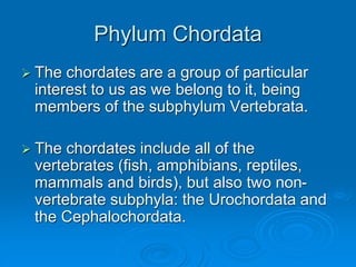 Phylum Chordata
 The chordates are a group of particular
interest to us as we belong to it, being
members of the subphylum Vertebrata.
 The chordates include all of the
vertebrates (fish, amphibians, reptiles,
mammals and birds), but also two non-
vertebrate subphyla: the Urochordata and
the Cephalochordata.
 