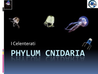 Phylum Cnidaria I Celenterati 