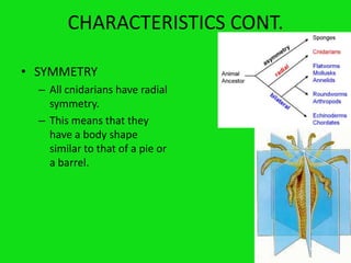 CHARACTERISTICS CONT.SYMMETRYAll cnidarians have radial symmetry.This means that they have a body shape similar to that of a pie or a barrel.