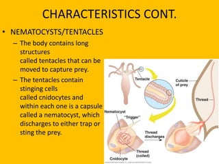 CHARACTERISTICS CONT.NEMATOCYSTS/TENTACLESThe body contains long structures called tentacles that can be moved to capture prey.The tentacles contain stinging cells called cnidocytes and within each one is a capsule called a nematocyst, which discharges to either trap or sting the prey.