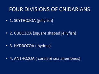 FOUR DIVISIONS OF CNIDARIANS1. SCYTHOZOA (jellyfish)2. CUBOZOA (square shaped jellyfish)3. HYDROZOA ( hydras)4. ANTHOZOA ( corals & sea anemones)