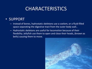CHARACTERISTICSSUPPORTInstead of bones, hydrostatic skeletons use a coelom, or a fluid-filled space separating the digestive tract from the outer body wall..Hydrostatic skeletons are useful for locomotion because of their flexibility. Jellyfish use them to open and close their heads, (known as bells) causing them to move.