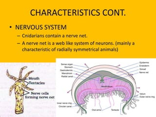 CHARACTERISTICS CONT.NERVOUS SYSTEMCnidarians contain a nerve net.A nerve net is a web like system of neurons. (mainly a characteristic of radially symmetrical animals)