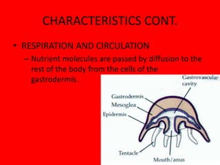 CHARACTERISTICS CONT.RESPIRATION AND CIRCULATIONNutrient molecules are passed by diffusion to the rest of the body from the cells of the gastrodermis.