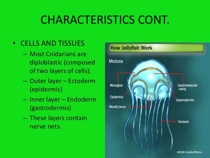 Phylum cnidaria