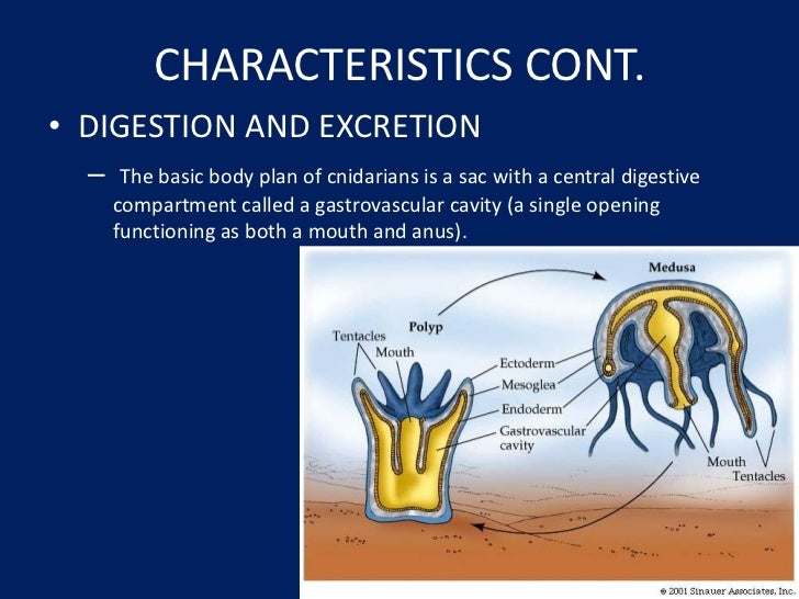 Phylum cnidaria