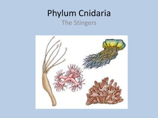 Phylum Cnidaria
   The Stingers
 