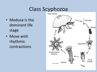 Phylum cnidaria | PPTX