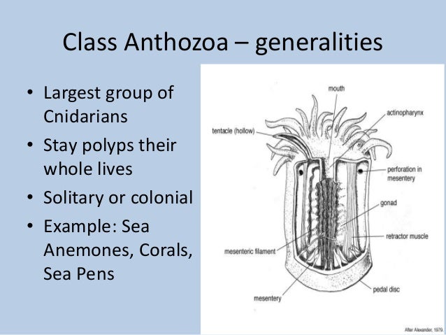 Phylum cnidaria