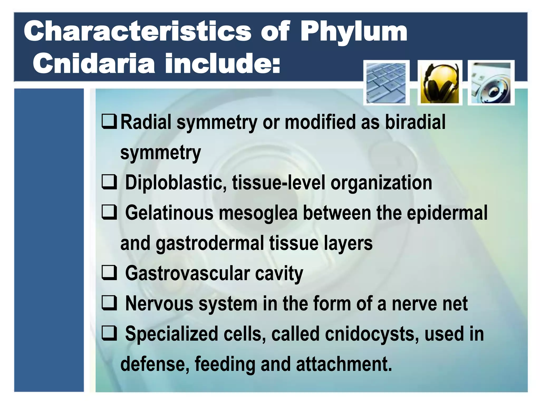 Phylum Cnidaria | PPTX