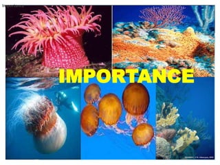 Phylum Cnidaria | PPTX