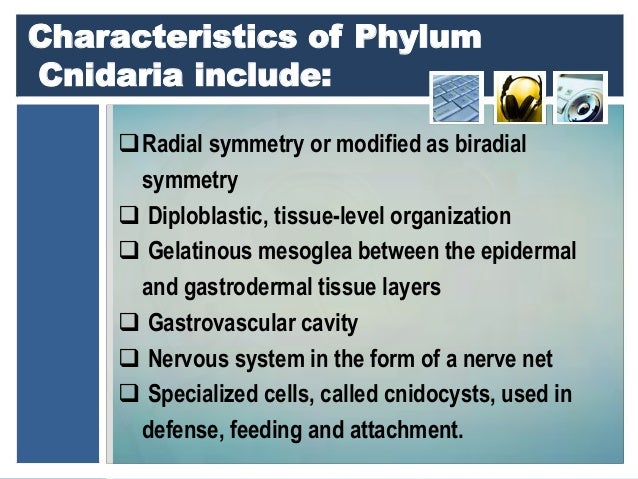 Phylum Cnidaria