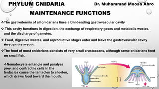MAINTENANCE FUNCTIONS
The gastrodermis of all cnidarians lines a blind-ending gastrovascular cavity.
 This cavity functions in digestion, the exchange of respiratory gases and metabolic wastes,
and the discharge of gametes.
 Food, digestive wastes, and reproductive stages enter and leave the gastrovascular cavity
through the mouth.
The food of most cnidarians consists of very small crustaceans, although some cnidarians feed
on small fish.
PHYLUM CNIDARIA Dr. Muhammad Moosa Abro
Nematocysts entangle and paralyze
prey, and contractile cells in the
tentacles cause the tentacles to shorten,
which draws food toward the mouth.
 