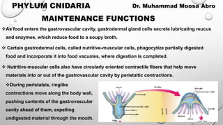 As food enters the gastrovascular cavity, gastrodermal gland cells secrete lubricating mucus
and enzymes, which reduce food to a soupy broth.
 Certain gastrodermal cells, called nutritive-muscular cells, phagocytize partially digested
food and incorporate it into food vacuoles, where digestion is completed.
 Nutritive-muscular cells also have circularly oriented contractile fibers that help move
materials into or out of the gastrovascular cavity by peristaltic contractions.
MAINTENANCE FUNCTIONS
PHYLUM CNIDARIA Dr. Muhammad Moosa Abro
During peristalsis, ringlike
contractions move along the body wall,
pushing contents of the gastrovascular
cavity ahead of them, expelling
undigested material through the mouth.
 
