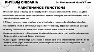 Cnidarian nerve cells may be the most primitive nervous elements in the animal kingdom
Nerve cells are located below the epidermis, near the mesoglea, and interconnect to form a
two dimensional nerve net.
 This net conducts nerve impulses around the body in response to a localized stimulus.
The extent to which a nerve impulse spreads over the body depends on stimulus strength.
A strong stimulus at the same point may cause the entire polyp to withdraw.
Sensory structures of cnidarians are distributed throughout the body and include receptors
for perceiving touch and Certain chemicals.
A consequence of this large surface area is that all cells are a short distance from the body
surface, and oxygen, carbon dioxide, and nitrogenous wastes are exchanged with the
environment by diffusion.
MAINTENANCE FUNCTIONS
PHYLUM CNIDARIA Dr. Muhammad Moosa Abro
 