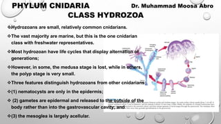 CLASS HYDROZOA
Hydrozoans are small, relatively common cnidarians.
The vast majority are marine, but this is the one cnidarian
class with freshwater representatives.
Most hydrozoan have life cycles that display alternation of
generations;
However, in some, the medusa stage is lost, while in others,
the polyp stage is very small.
Three features distinguish hydrozoans from other cnidarians:
(1) nematocysts are only in the epidermis;
 (2) gametes are epidermal and released to the outside of the
body rather than into the gastrovascular cavity; and
(3) the mesoglea is largely acellular.
PHYLUM CNIDARIA Dr. Muhammad Moosa Abro
 