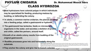 Most hydrozoans have colonial polyps in which individuals
may be specialized for feeding, producing medusa by
budding, or defending the colony.
 In obelia, a common marine cnidarian, the planula develops
into a feeding polyp, called a gastrozooid or hydranth.
 The gastrozooid has tentacles, feeds on microscopic
organisms in the water, and secretes a skeleton of protein
and chitin, called the perisarc, around itself.
Growth of an obelia colony results from budding of the
original gastrozooid.
 Rootlike processes grow into and horizontally along the
substrate.
They anchor the colony and give rise to branch colonies
CLASS HYDROZOA
PHYLUM CNIDARIA Dr. Muhammad Moosa Abro
 