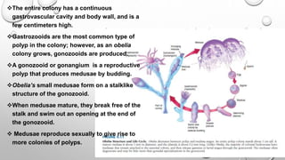 The entire colony has a continuous
gastrovascular cavity and body wall, and is a
few centimeters high.
Gastrozooids are the most common type of
polyp in the colony; however, as an obelia
colony grows, gonozooids are produced.
A gonozooid or gonangium is a reproductive
polyp that produces medusae by budding.
Obelia’s small medusae form on a stalklike
structure of the gonozooid.
When medusae mature, they break free of the
stalk and swim out an opening at the end of
the gonozooid.
 Medusae reproduce sexually to give rise to
more colonies of polyps.
 