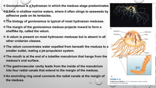 Gonionemus is a hydrozoan in which the medusa stage predominates
It lives in shallow marine waters, where it often clings to seaweeds by
adhesive pads on its tentacles.
The biology of gonionemus is typical of most hydrozoan medusae.
The margin of the gonionemus medusa projects inward to form a
shelflike lip, called the velum.
 A velum is present on most hydrozoan medusae but is absent in all
other cnidarian classes.
The velum concentrates water expelled from beneath the medusa to a
smaller outlet, reating a jet-propulsion system.
The mouth is at the end of a tubelike manubrium that hangs from the
medusa’s oral surface.
The gastrovascular cavity leads from the inside of the manubrium
into four radial canals that extend to the margin of the medusa.
An encircling ring canal connects the radial canals at the margin of
the medusa.
 