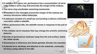 In addition to a nerve net, gonionemus has a concentration of nerve
cells, called a nerve ring, that encircles the margin of the medusa.
The nerve ring coordinates swimming movements.
Embedded in the mesoglea around the margin of the medusa are
sensory structures called statocysts.
A statocyst consists of a small sac surrounding a calcium carbonate
concretion called a statolith.
When gonionemus tilts, the statolith moves in response to the pull of
gravity.
This initiates nerve impulses that may change the animal’s swimming
behavior.
Gonads of gonionemus medusae hang from the oral surface, below
the radial canals.
Gonionemus is dioecious and sheds gametes directly into seawater.
A planula larva develops and attaches to the substrate, eventually
forming a polyp (about 5 mm tall).
 