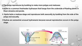 The polyp reproduces by budding to make more polyps and medusae.
Hydra is a common freshwater hydrozoan that hangs from the underside of floating plants in
clean streams and ponds.
 Hydra lacks a medusa stage and reproduces both asexually by budding from the side of the
polyp and sexually.
Hydras are somewhat unusual hydrozoans because sexual reproduction occurs in the polyp
stage.
 