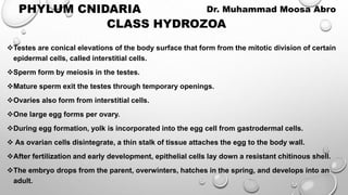 Testes are conical elevations of the body surface that form from the mitotic division of certain
epidermal cells, called interstitial cells.
Sperm form by meiosis in the testes.
Mature sperm exit the testes through temporary openings.
Ovaries also form from interstitial cells.
One large egg forms per ovary.
During egg formation, yolk is incorporated into the egg cell from gastrodermal cells.
 As ovarian cells disintegrate, a thin stalk of tissue attaches the egg to the body wall.
After fertilization and early development, epithelial cells lay down a resistant chitinous shell.
The embryo drops from the parent, overwinters, hatches in the spring, and develops into an
adult.
CLASS HYDROZOA
PHYLUM CNIDARIA Dr. Muhammad Moosa Abro
 