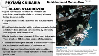 Sexual reproduction results in the formation of a
nonciliated, crawling planula larva, probably with very
limited dispersal ability.
The planula attaches to a substrate and matures into the
adult.
Even though the planula’s ability to disperse may be limited,
adults have been observed somersaulting by alternately
attaching their base and tentacles.
Rarely, they have been observed drifting freely in the water.
There are about 100 described species of staurozoans.
They are found in higher latitudes of the atlantic ocean and
the northwestern pacific coast of north america.
Others have been found in antarctic waters, and two
species have been described from abyssal depths in the
pacific ocean.
CLASS STAUROZOA
PHYLUM CNIDARIA Dr. Muhammad Moosa Abro
 
