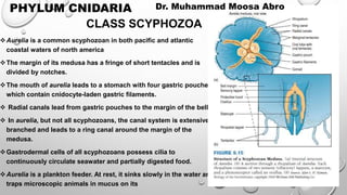 Aurelia is a common scyphozoan in both pacific and atlantic
coastal waters of north america
The margin of its medusa has a fringe of short tentacles and is
divided by notches.
The mouth of aurelia leads to a stomach with four gastric pouches,
which contain cnidocyte-laden gastric filaments.
 Radial canals lead from gastric pouches to the margin of the bell.
 In aurelia, but not all scyphozoans, the canal system is extensively
branched and leads to a ring canal around the margin of the
medusa.
Gastrodermal cells of all scyphozoans possess cilia to
continuously circulate seawater and partially digested food.
Aurelia is a plankton feeder. At rest, it sinks slowly in the water and
traps microscopic animals in mucus on its
CLASS SCYPHOZOA
PHYLUM CNIDARIA Dr. Muhammad Moosa Abro
 