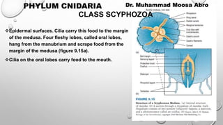 Epidermal surfaces. Cilia carry this food to the margin
of the medusa. Four fleshy lobes, called oral lobes,
hang from the manubrium and scrape food from the
margin of the medusa (figure 9.15a).
Cilia on the oral lobes carry food to the mouth.
CLASS SCYPHOZOA
PHYLUM CNIDARIA Dr. Muhammad Moosa Abro
 