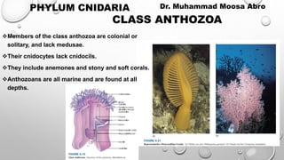 CLASS ANTHOZOA
Members of the class anthozoa are colonial or
solitary, and lack medusae.
Their cnidocytes lack cnidocils.
They include anemones and stony and soft corals.
Anthozoans are all marine and are found at all
depths.
PHYLUM CNIDARIA Dr. Muhammad Moosa Abro
 