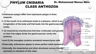 CLASS ANTHOZOA
Anthozoan polyps differ from hydrozoan polyps in three
respects:
 (1) the mouth of an anthozoan leads to a pharynx, which is an
invagination of the body wall that leads into the gastrovascular
cavity;
 (2) mesenteries (membranes) that bear cnidocytes and gonads
on their free edges divide the gastrovascular cavity into
sections;
and (3) the mesoglea contains amoeboid mesenchyme cells
Externally, anthozoans appear to show perfect radial symmetry.
Internally, the mesenteries and other structures convey biradial
symmetry to members of this class.
PHYLUM CNIDARIA Dr. Muhammad Moosa Abro
 