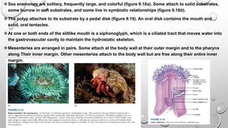 Sea anemones are solitary, frequently large, and colorful (figure 9.18a). Some attach to solid substrates,
some burrow in soft substrates, and some live in symbiotic relationships (figure 9.18b).
The polyp attaches to its substrate by a pedal disk (figure 9.19). An oral disk contains the mouth and
solid, oral tentacles.
At one or both ends of the slitlike mouth is a siphonoglyph, which is a ciliated tract that moves water into
the gastrovascular cavity to maintain the hydrostatic skeleton.
Mesenteries are arranged in pairs. Some attach at the body wall at their outer margin and to the pharynx
along Their inner margin. Other mesenteries attach to the body wall but are free along their entire inner
margin.
 